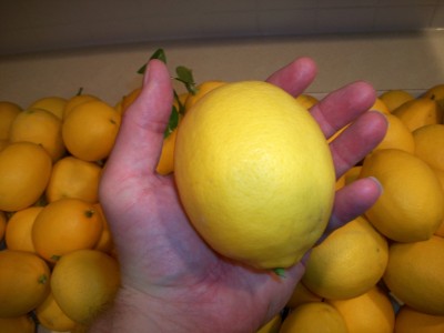 Look!  A hand the size of my lemon!!