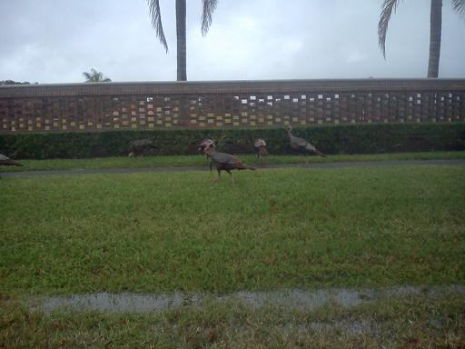 turkeys.jpg