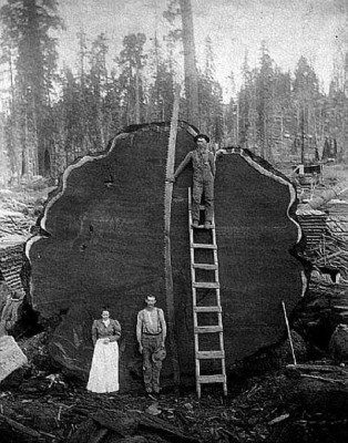 big tree.jpg