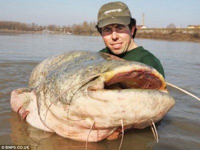 CATFISH !!!!!!!!.jpg