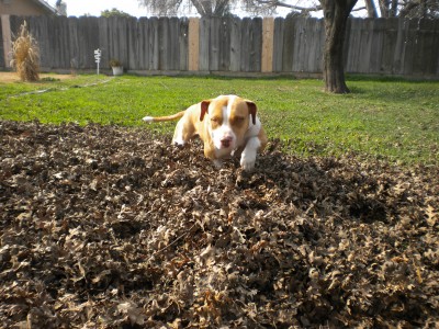 yard work 010.JPG