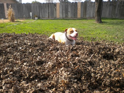 yard work 009.JPG