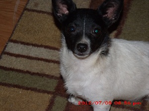 My Dogs 031.JPG