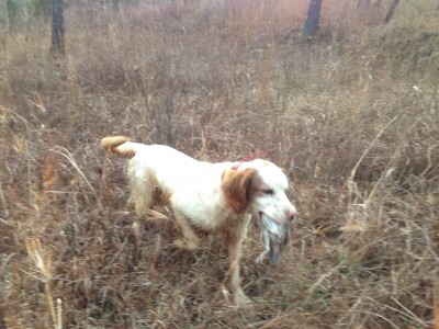 Retrieving a bird.jpg