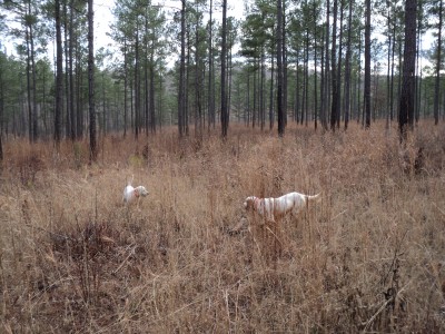 Bird Hunt at Buchanan Shoals 2-28-13 (34).JPG