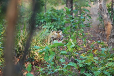 Blue Eyed Bengal Tiger.jpg