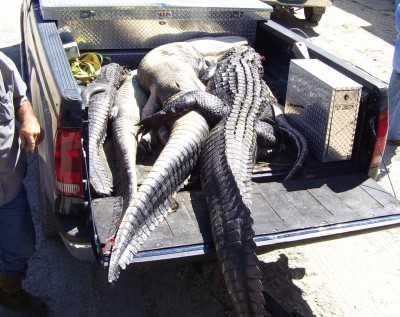 Truckload of Gators.jpg