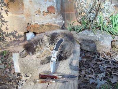 Lucky the cat
