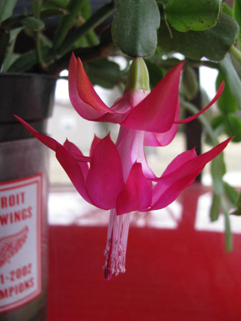 CCBloom1.jpg