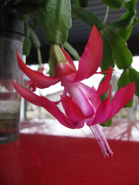 CCBloom2.jpg