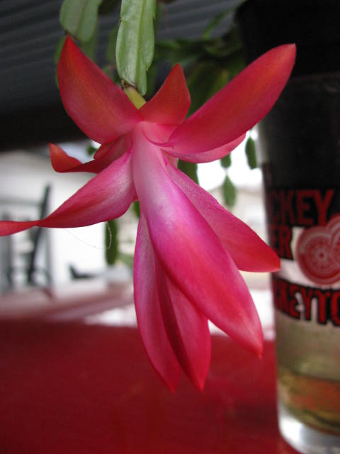 CCBloom3.jpg