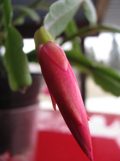 CCBloom4.jpg