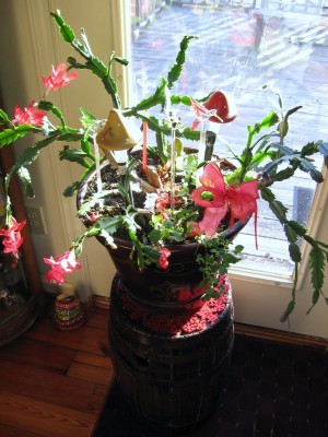 Christmas Cactus  (2).JPG