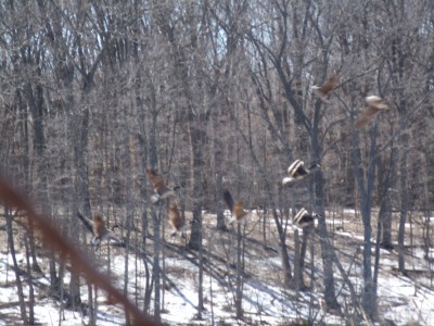 Returning Geese,  Bark River, Rome WI 003.jpg