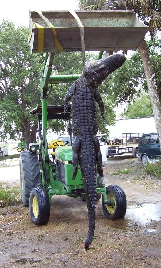 Gator2.jpg