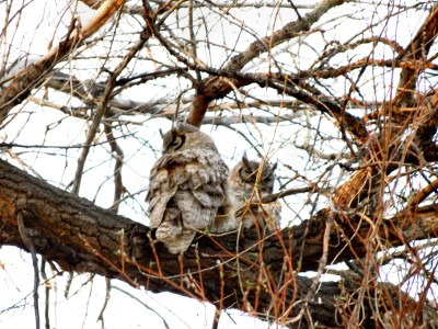 Maybe there will be some baby owls?