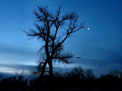Owl flying away from me, before sunrise