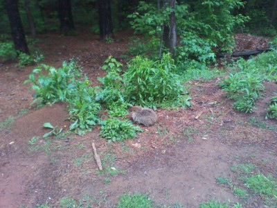 IMG_20130507_115551.jpg