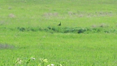 2013-05-28_08-51-11_342.jpg