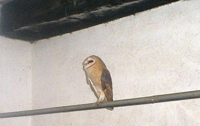 Barn Owl.JPG