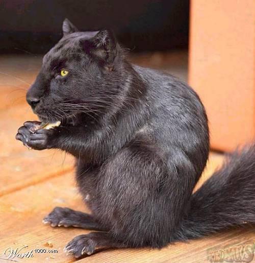 Puma_squirrel.jpg