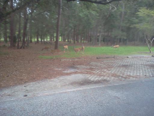 And we also spotted numerous deer throughout the day,,,,,