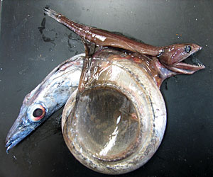 20071009_1_LOCALfishSTORY.jpg
