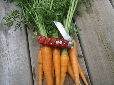 carrots 003.jpg