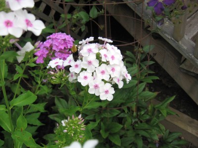 Bumble-Bee.JPG