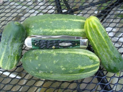 Pickles & a Case 002.jpg