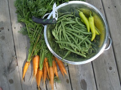 harvest and a Gerber.jpg