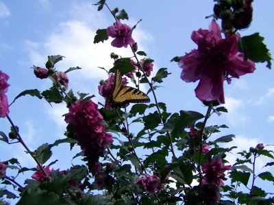 Monarch Butterfly 004.JPG
