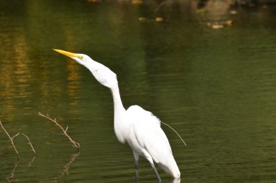 DSC_0239.JPG