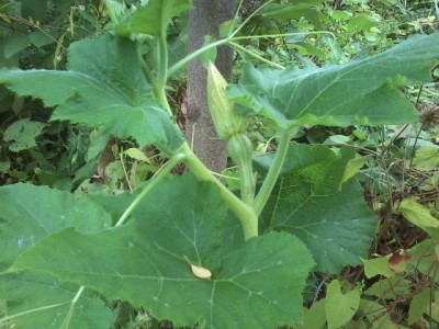 Little Tiny Squash.jpg