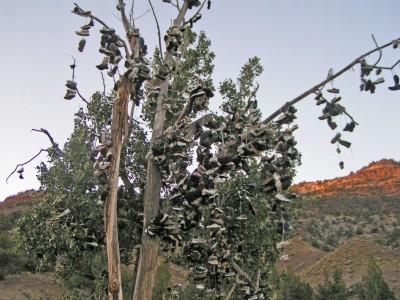 Shoe tree 1.jpg