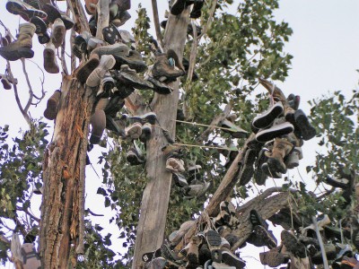 Shoe tree 3.jpg
