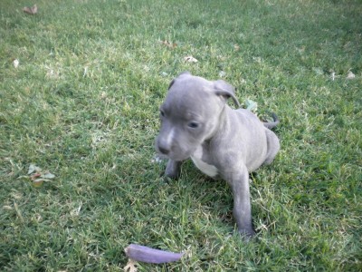 pup 003.JPG