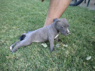 pup 002.JPG