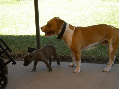 pup 2 007.JPG