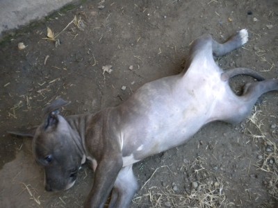 pup 2 012.JPG