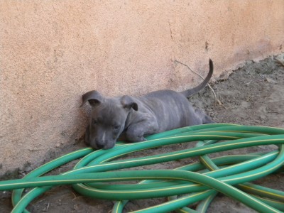 pup 2 009.JPG