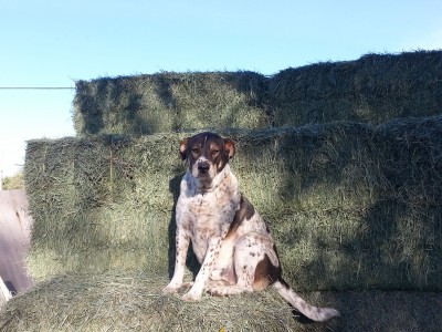 Buddy on the haystack.jpg