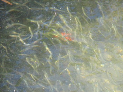 IMG_1870.JPG