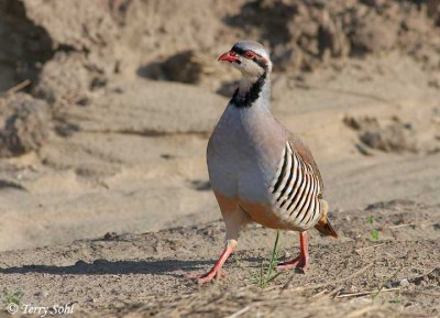 chukar_1.jpg