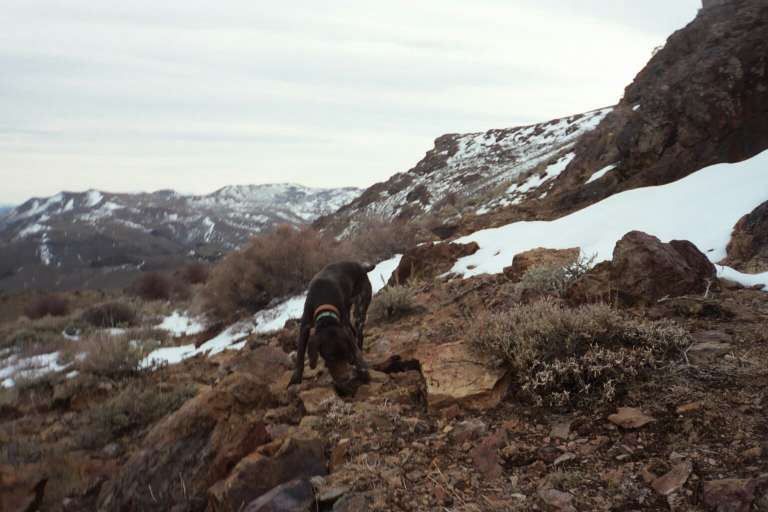 gsp_tracking_chukar.jpg