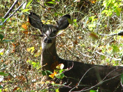 IMG_1993.JPG