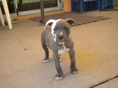 pup 2 003.JPG