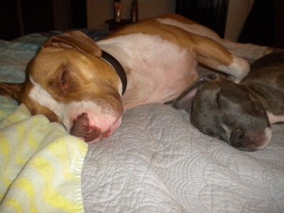 PUPS 011.JPG