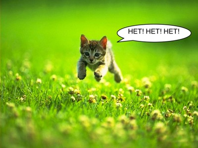 cute-kitten-playing.jpg