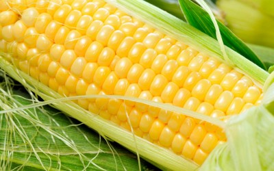 Fresh Corn.jpg